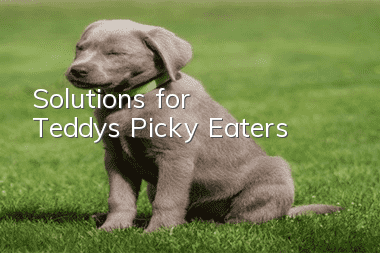 Solutions for Teddy’s Picky Eaters