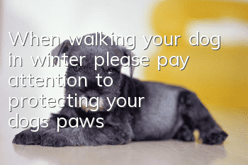 When walking your dog in winter, please pay attention to protecting your dog’s paws