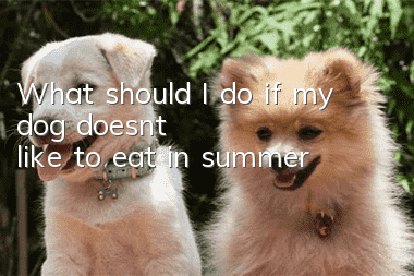 What should I do if my dog doesn’t like to eat in summer?