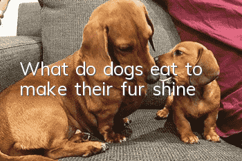 What do dogs eat to make their fur shine?