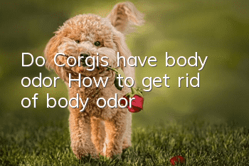 Do Corgis have body odor? How to get rid of body odor?