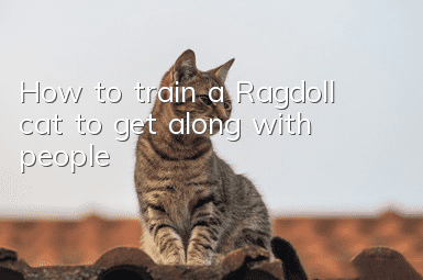 How to train a Ragdoll cat to get along with people