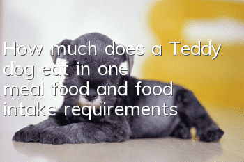 How much does a Teddy dog eat in one meal, food and food intake requirements
