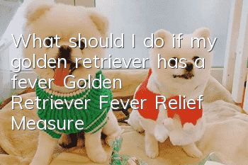 What should I do if my golden retriever has a fever? Golden Retriever Fever Relief Measures