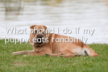What should I do if my puppy eats randomly?