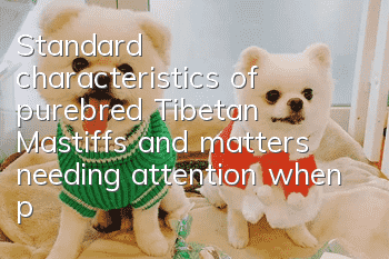 Standard characteristics of purebred Tibetan Mastiffs and matters needing attention when purchasing
