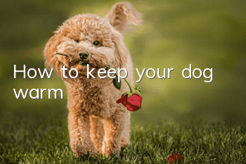 How to keep your dog warm