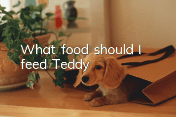What food should I feed Teddy?