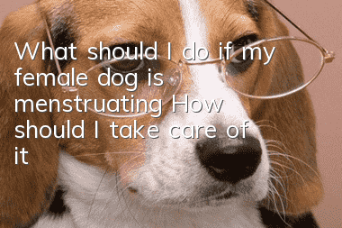 What should I do if my female dog is menstruating? How should I take care of it?