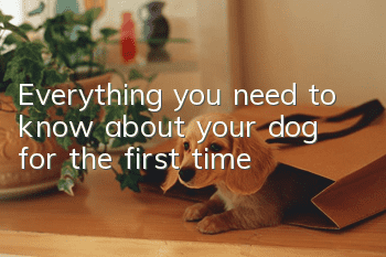 Everything you need to know about your dog for the first time