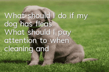 What should I do if my dog has fleas? What should I pay attention to when cleaning and caring for it?