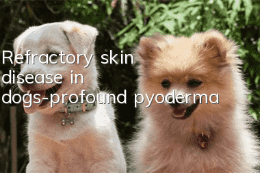 Refractory skin disease in dogs-profound pyoderma
