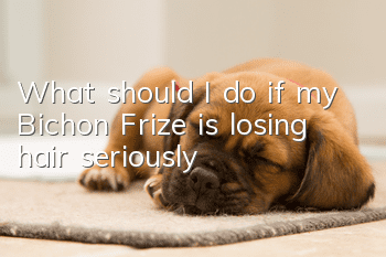 What should I do if my Bichon Frize is losing hair seriously?