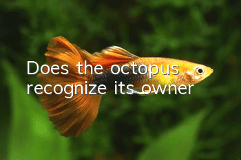 Does the octopus recognize its owner?