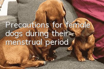 Precautions for female dogs during their menstrual period