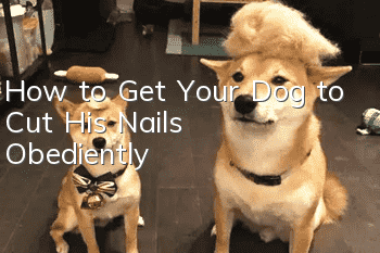 How to Get Your Dog to Cut His Nails Obediently