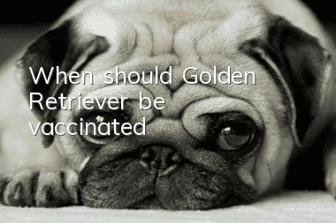 When should Golden Retriever be vaccinated?