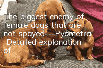 The biggest enemy of female dogs that are not spayed---Pyometra | Detailed explanation of gynecological diseases