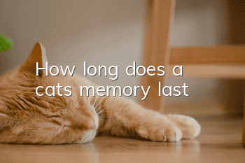 How long does a cat’s memory last?