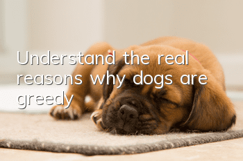 Understand the real reasons why dogs are greedy