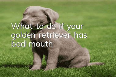 What to do if your golden retriever has bad mouth