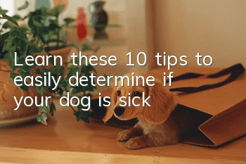 Learn these 10 tips to easily determine if your dog is sick!
