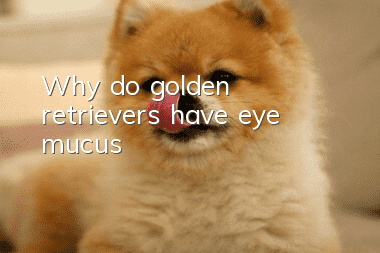 Why do golden retrievers have eye mucus?