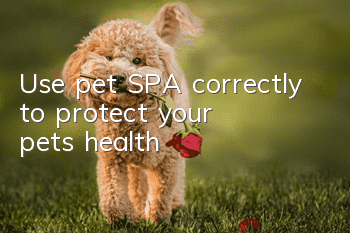 Use pet SPA correctly to protect your pet’s health