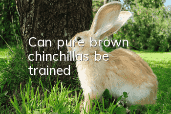 Can pure brown chinchillas be trained?