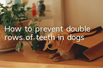 How to prevent double rows of teeth in dogs