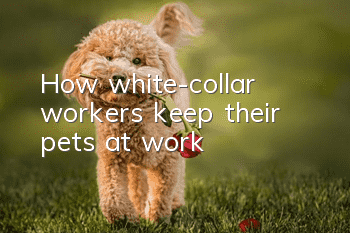 How white-collar workers keep their pets at work