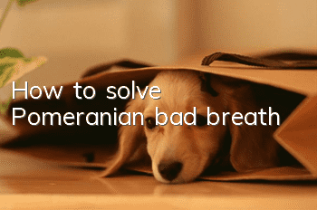 How to solve Pomeranian bad breath