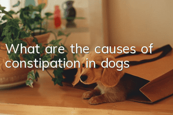 What are the causes of constipation in dogs?