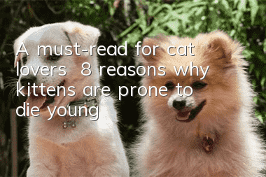 A must-read for cat lovers | 8 reasons why kittens are prone to die young