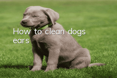 How to clean dog’s ears