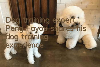 Dog training expert Peng Fayou shares his dog training experience