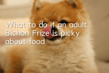 What to do if an adult Bichon Frize is picky about food