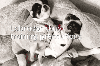 Labrador daily training precautions