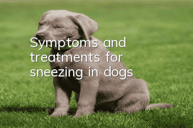 Symptoms and treatments for sneezing in dogs