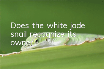 Does the white jade snail recognize its owner?