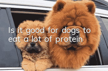Is it good for dogs to eat a lot of protein?