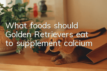 What foods should Golden Retrievers eat to supplement calcium?