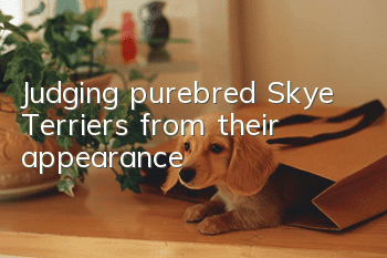Judging purebred Skye Terriers from their appearance