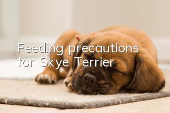 Feeding precautions for Skye Terrier