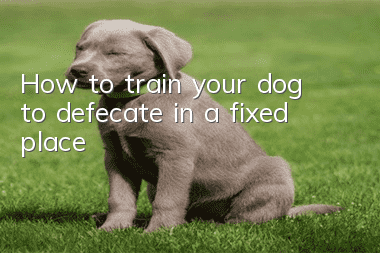 How to train your dog to defecate in a fixed place