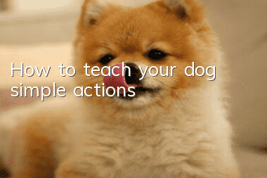 How to teach your dog simple actions?