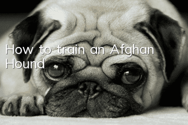 How to train an Afghan Hound?