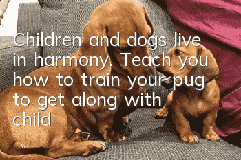 Children and dogs live in harmony. Teach you how to train your pug to get along with children.
