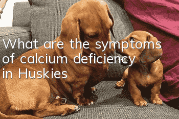 What are the symptoms of calcium deficiency in Huskies?