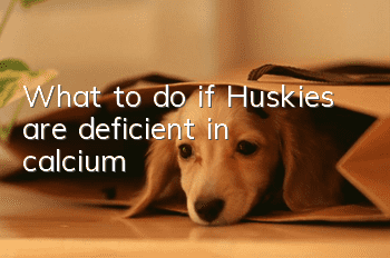 What to do if Huskies are deficient in calcium